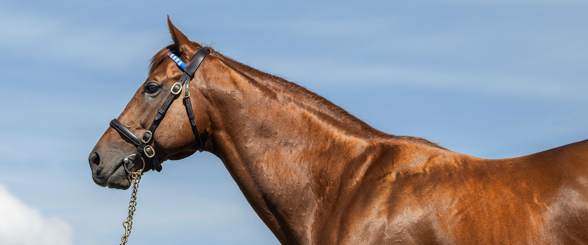 レモンポップ | Japan